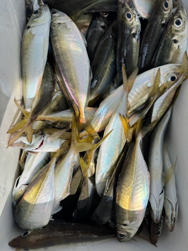 釣果写真