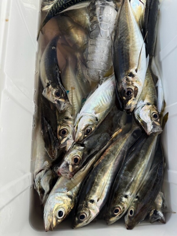 釣果写真