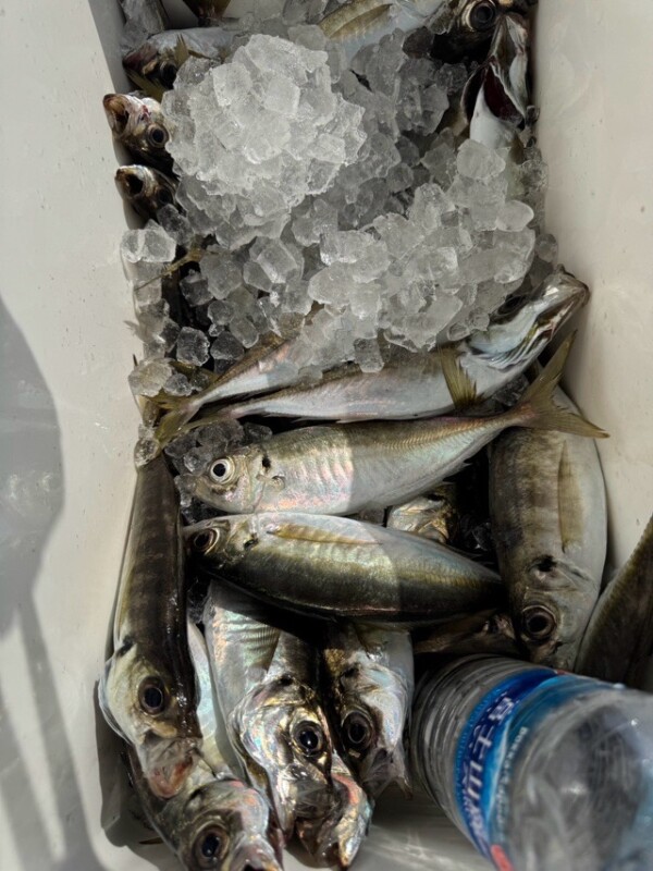 釣果写真