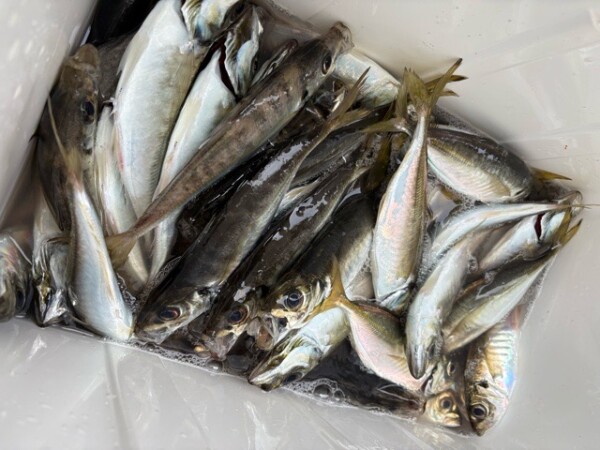 釣果写真
