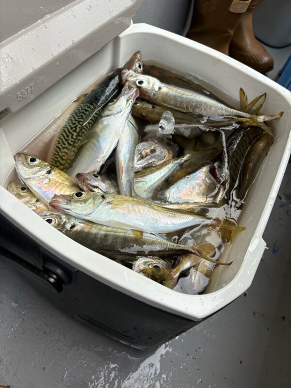 釣果写真