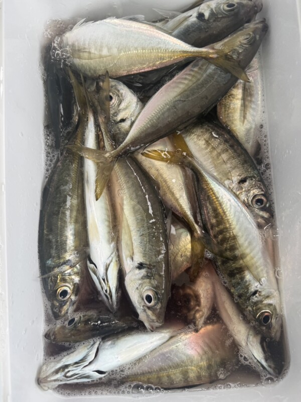 釣果写真