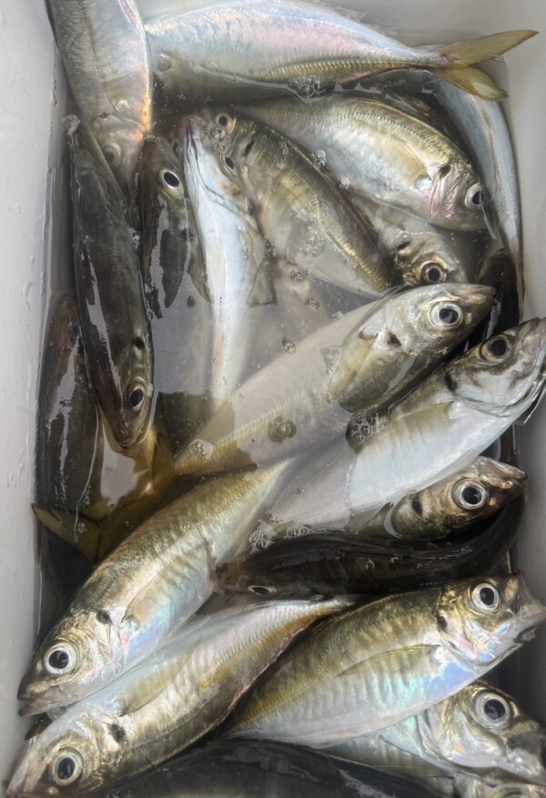 釣果写真