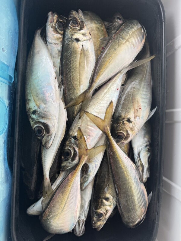 釣果写真