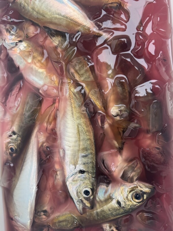 釣果写真