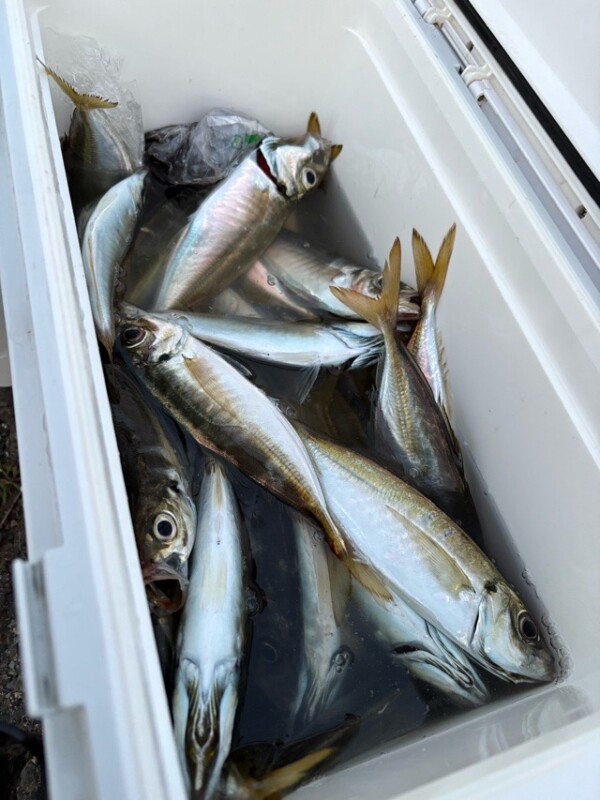 釣果写真