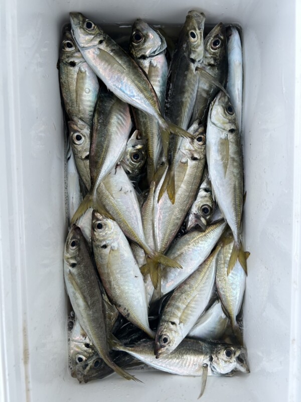 釣果写真