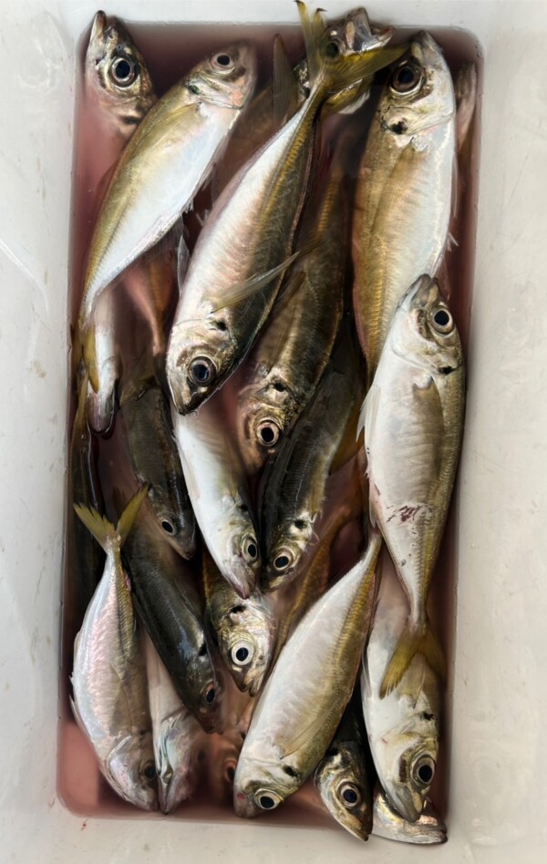 釣果写真