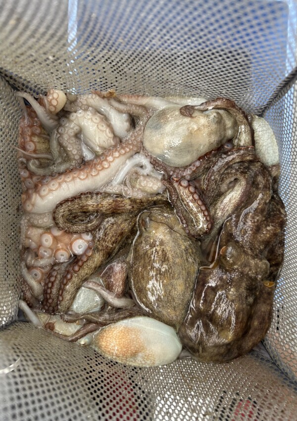 釣果写真