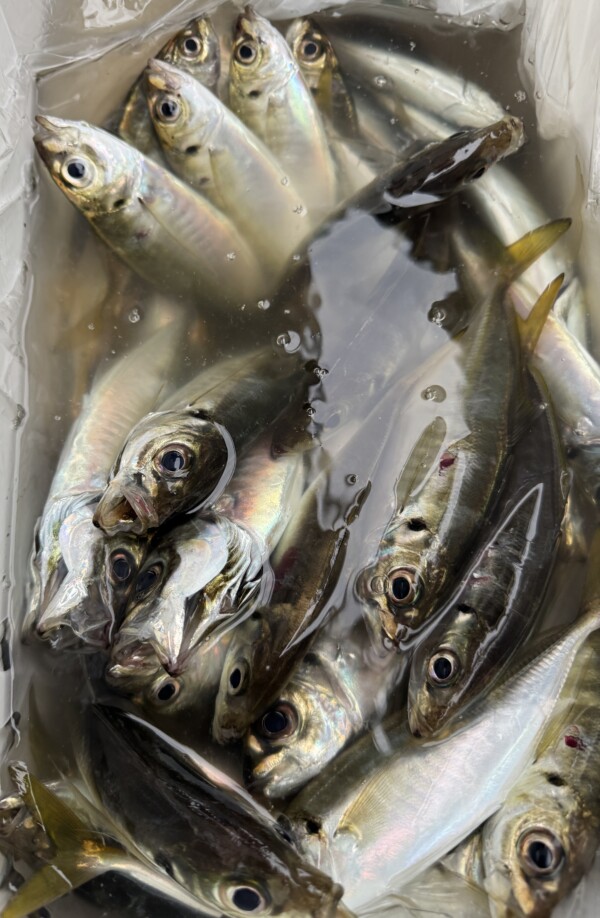 釣果写真
