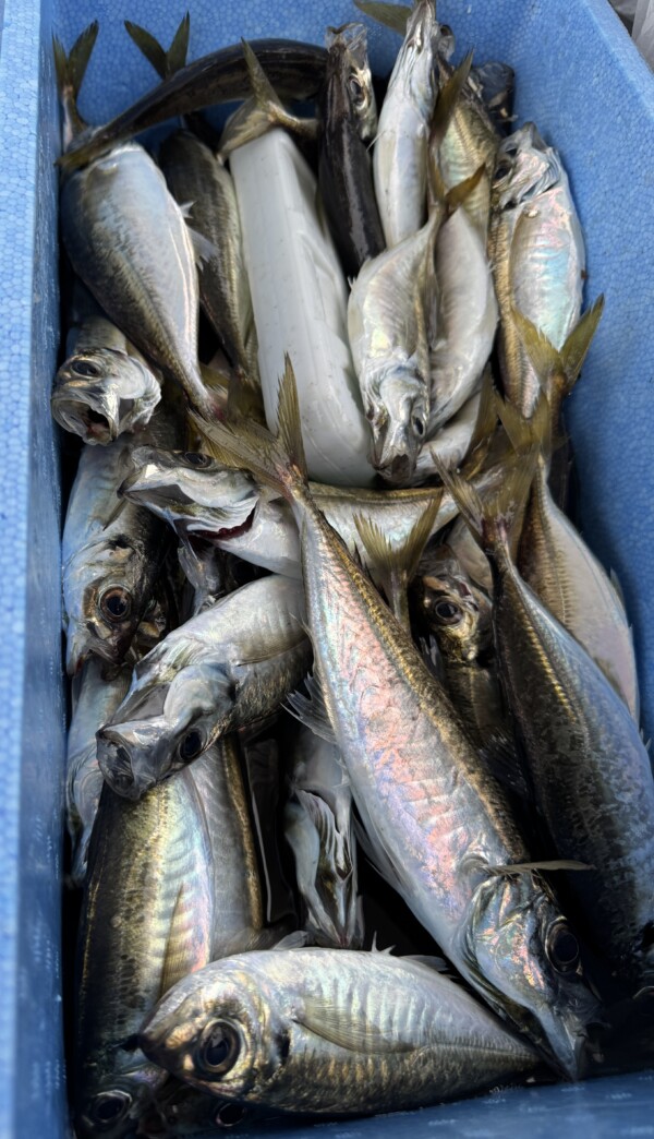 釣果写真