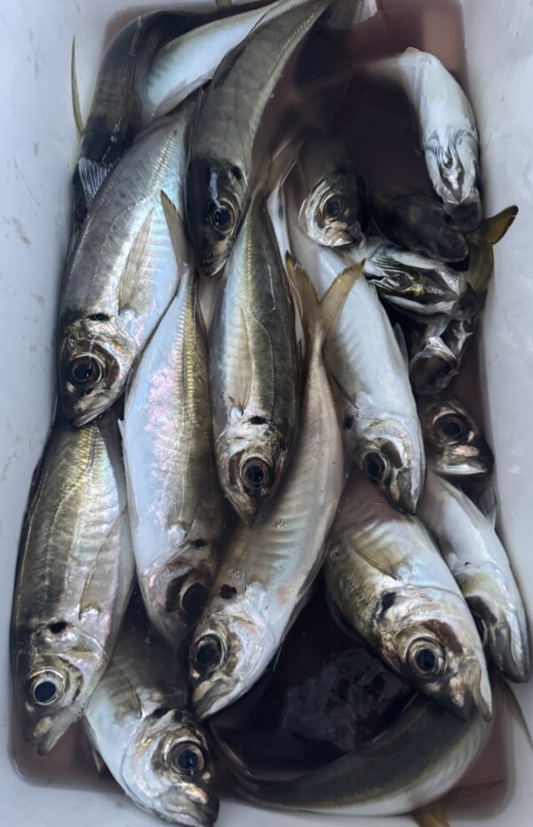 釣果写真