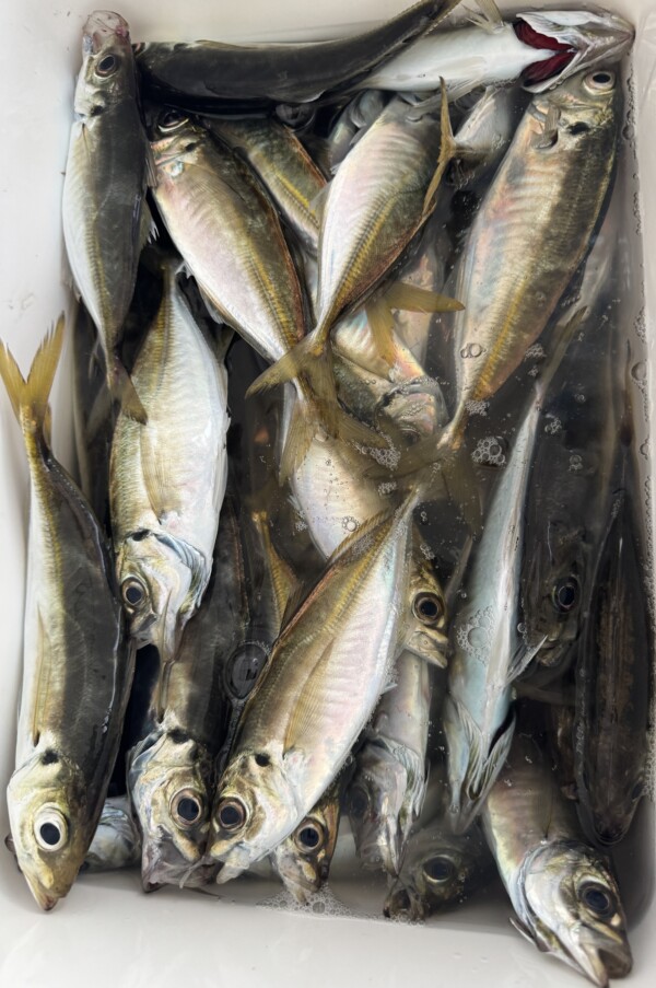 釣果写真