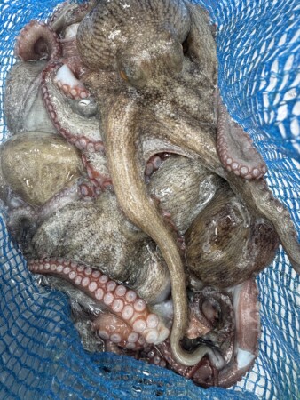 釣果写真
