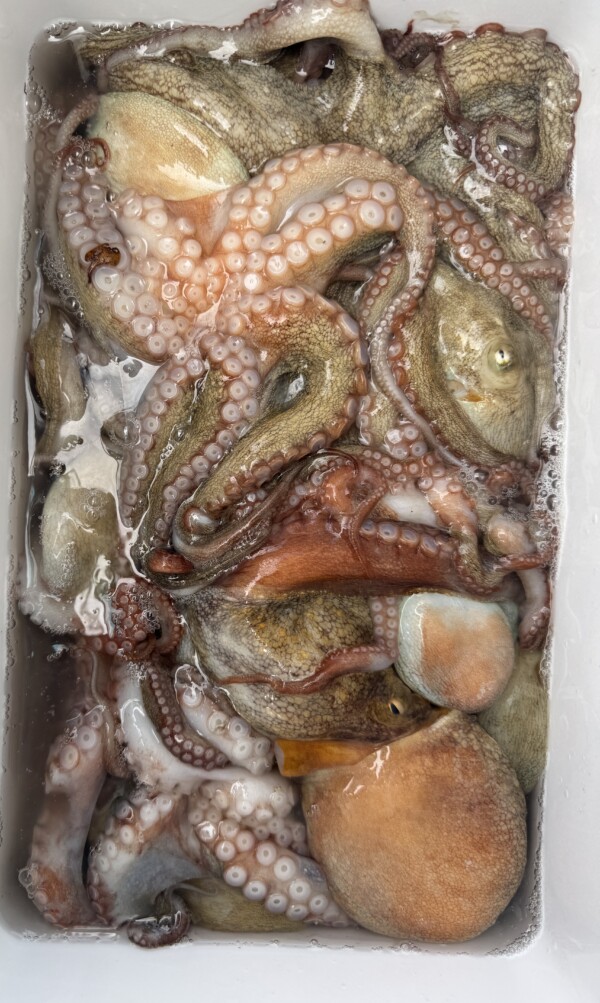釣果写真