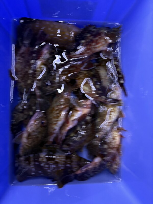 釣果写真