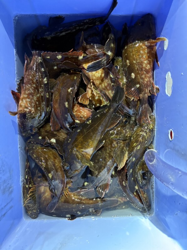 釣果写真