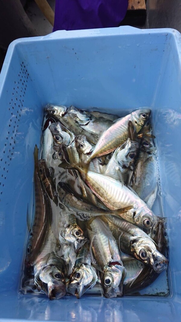 釣果写真