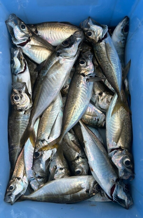 釣果写真