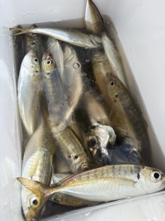 釣果写真