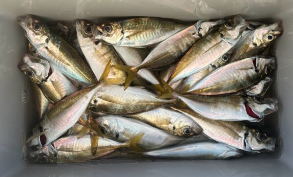 釣果写真