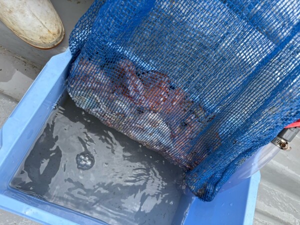 釣果写真