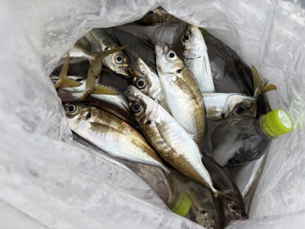 釣果写真