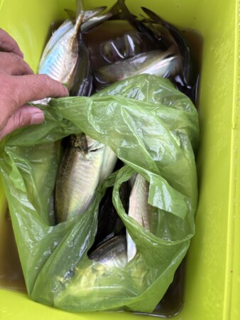 釣果写真