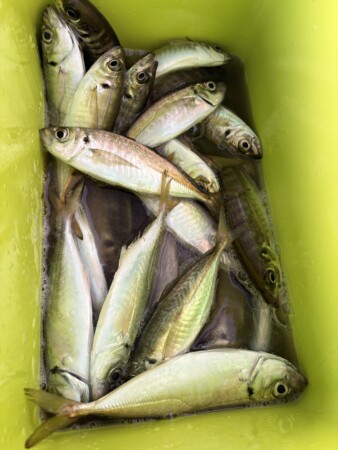釣果写真