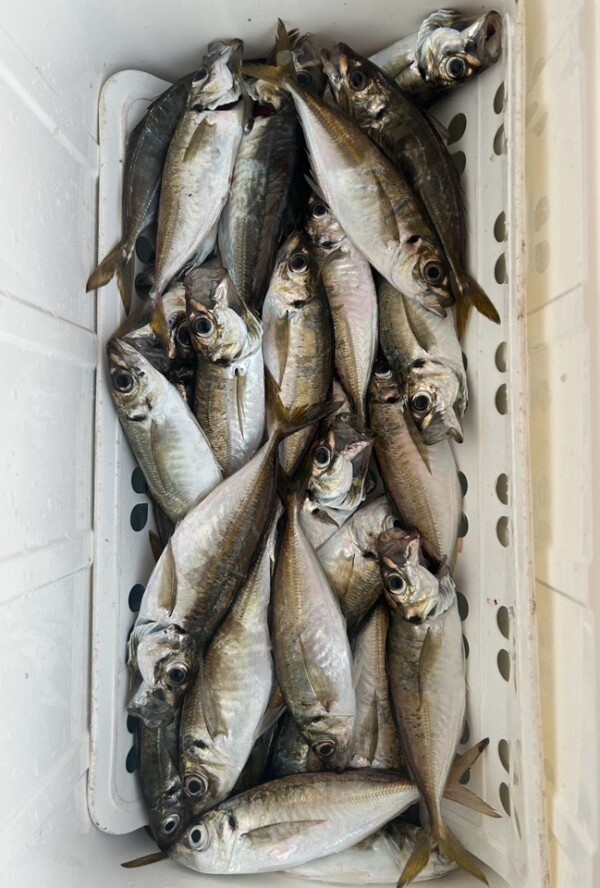 釣果写真