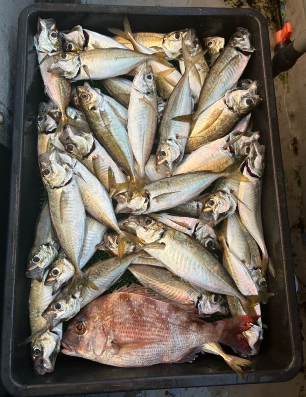 釣果写真