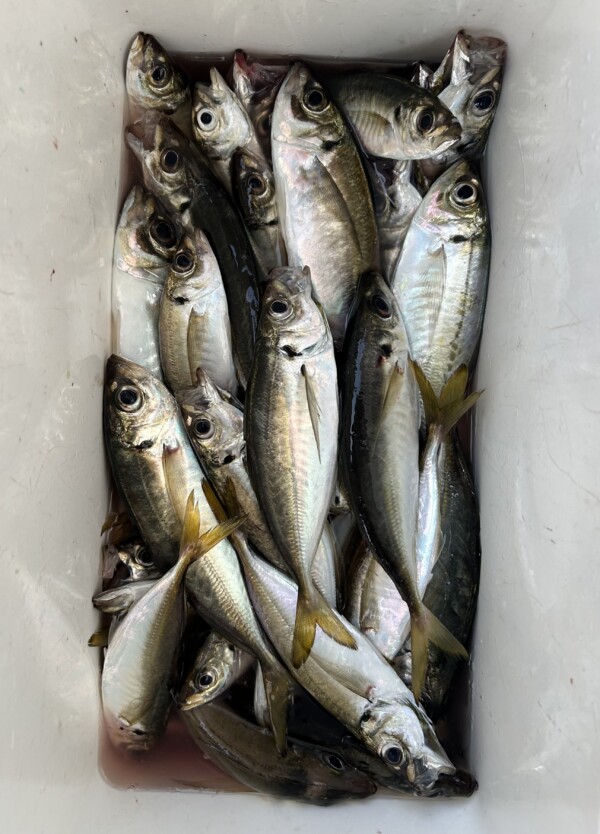 釣果写真