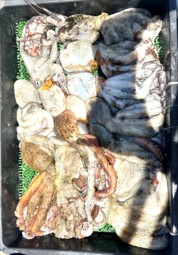 釣果写真
