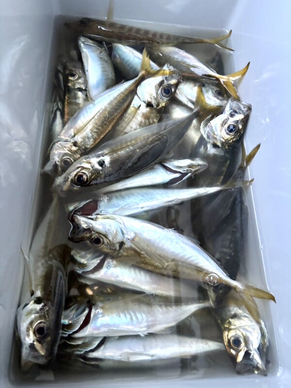 釣果写真
