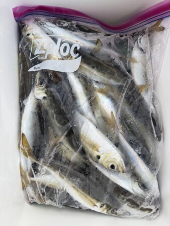 釣果写真