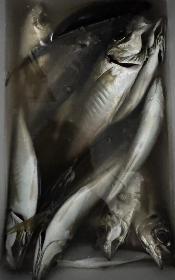 釣果写真