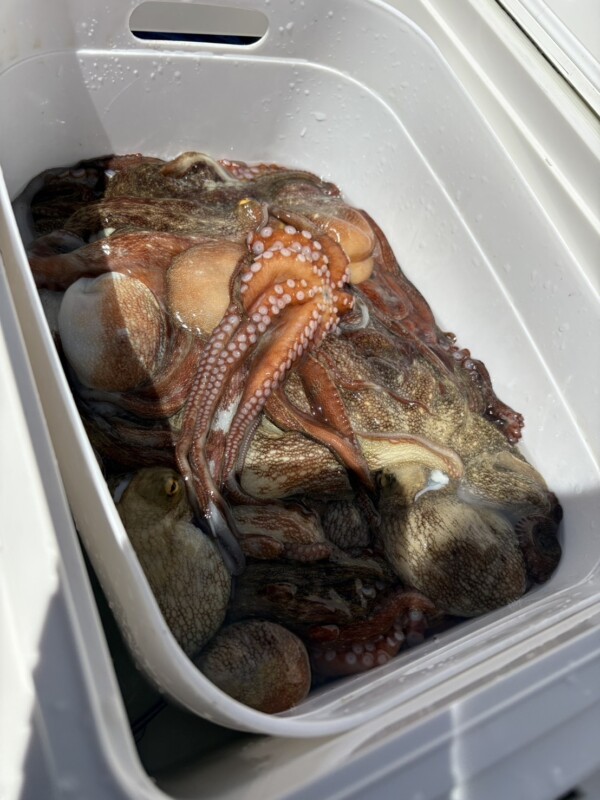 釣果写真