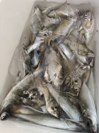 釣果写真