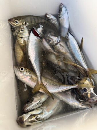 釣果写真