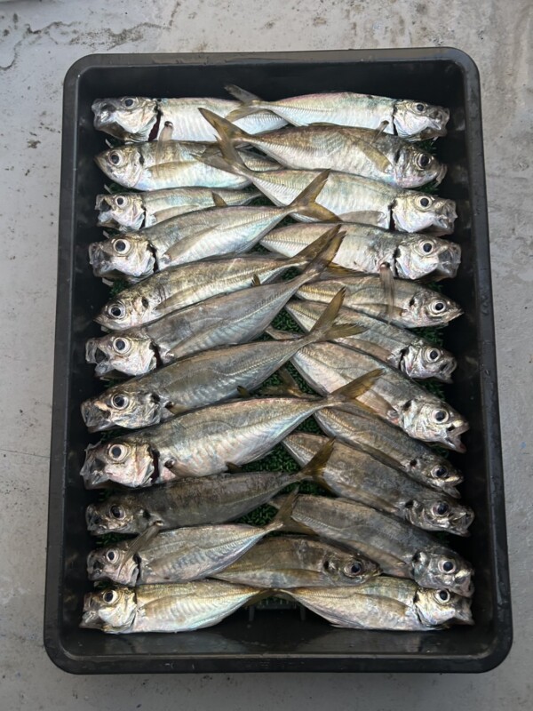 釣果写真