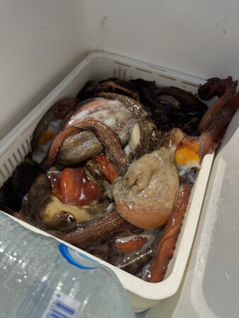 釣果写真