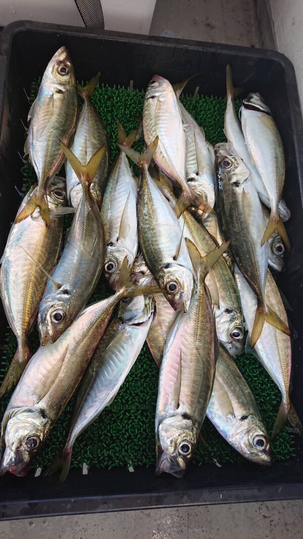 釣果写真