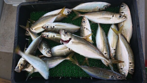釣果写真