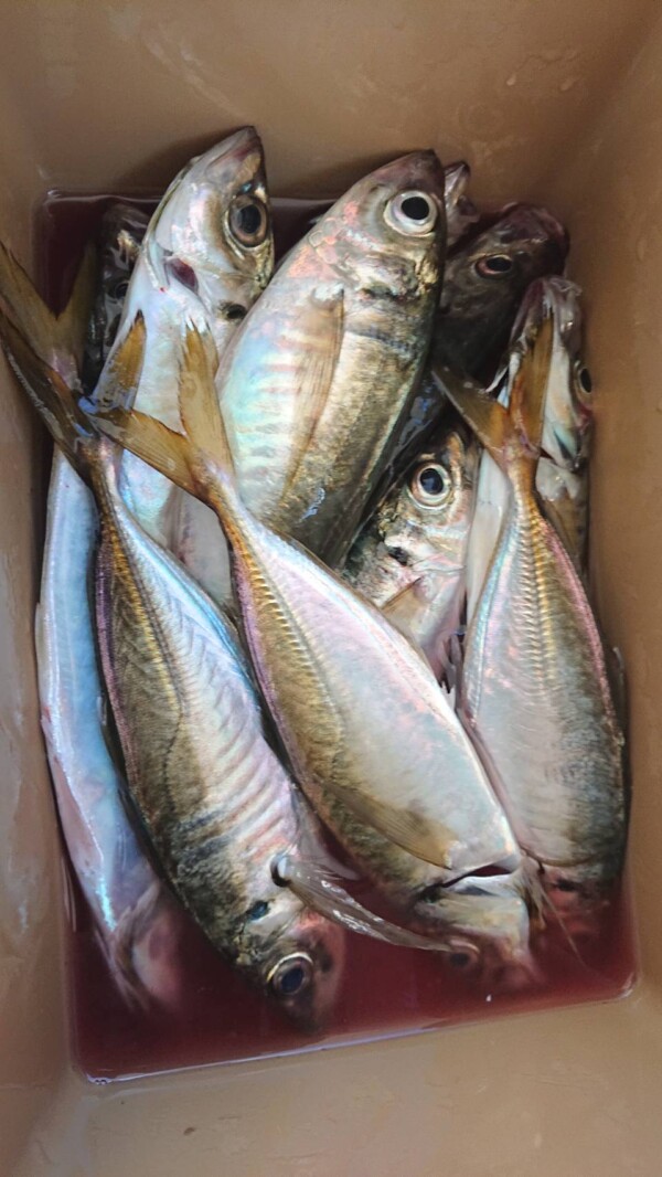 釣果写真