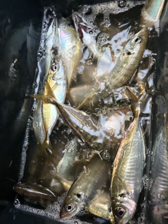 釣果写真