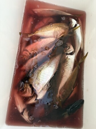 釣果写真