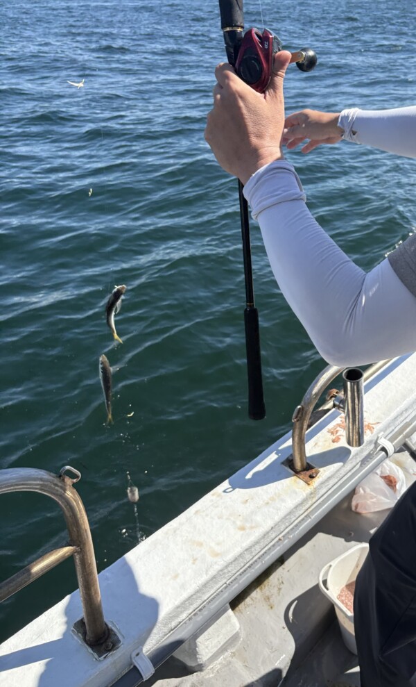 釣果写真