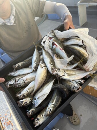 釣果写真