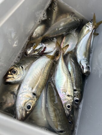 釣果写真
