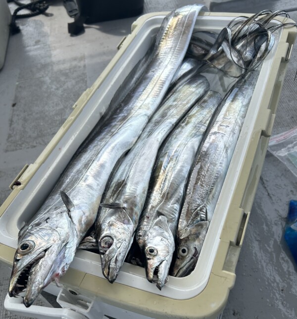 釣果写真